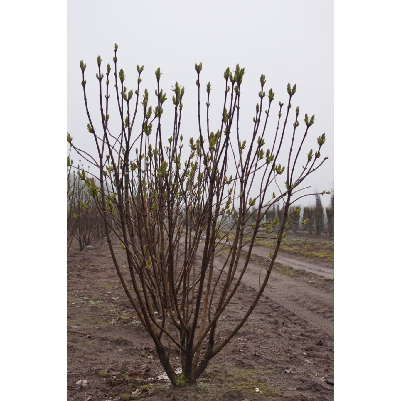 Syren (V); – Syringa vulgaris 'Souv. d'Alice Harding' - 125-150 CM WRB